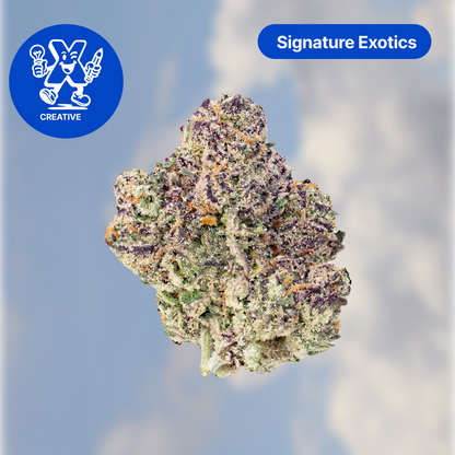 PROJECT X SAMPLER (17.5G)